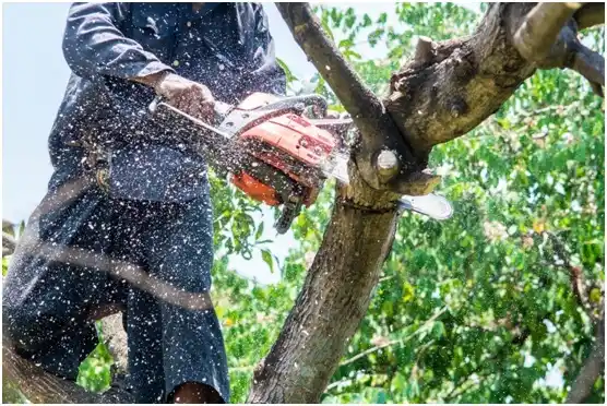 tree services Pecan Plantation